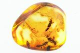 Four Fossil Ants (Formicidae) In Baltic Amber #272195-1